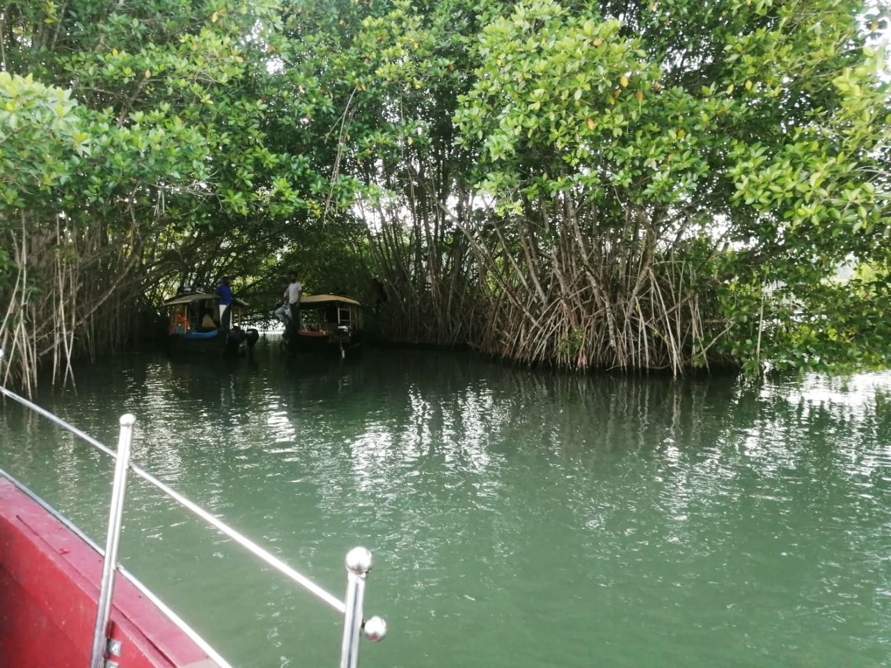 Mangrove-lined waterway near Aamees Paradise